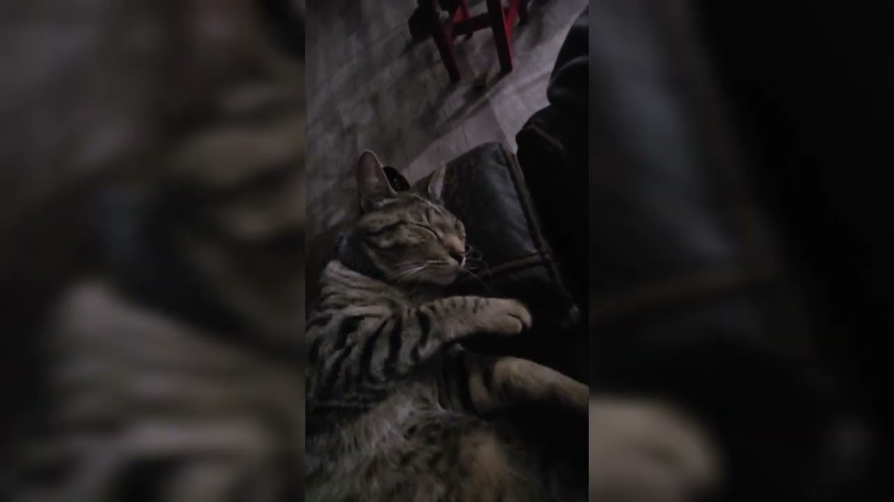 Storm the Night Shadow Cat 