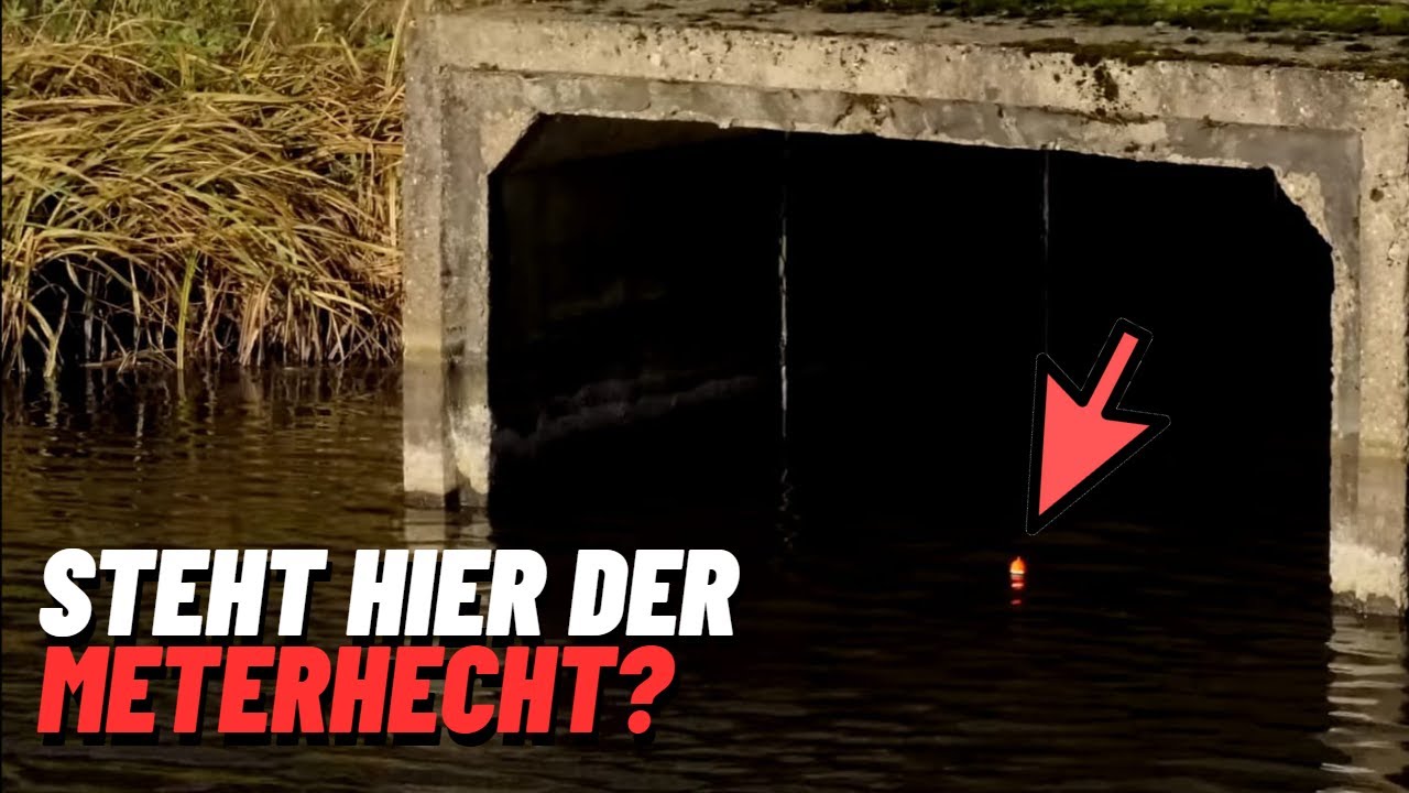 Angeln mit K&ouml;derfisch auf Hecht am Polder. Fangen wir heute den gro&szlig;en Meterhecht? - 4K