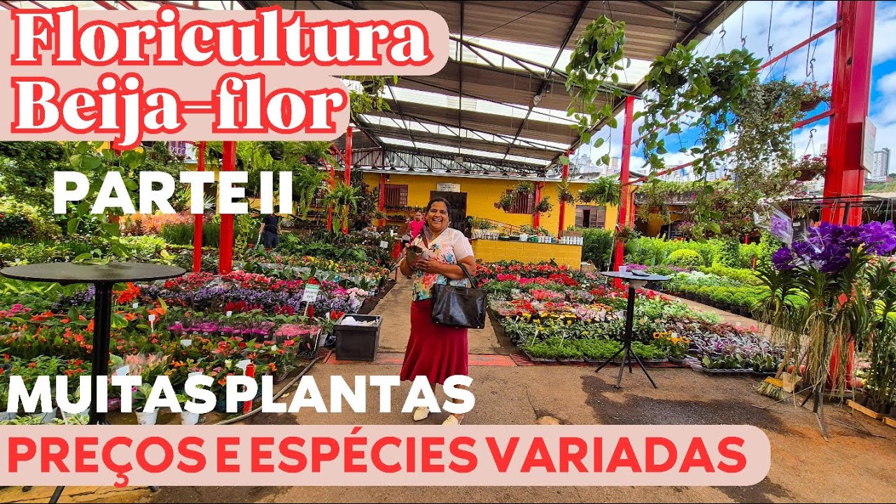 MUITAS PLANTAS 😱 | PARTE II DO TOUR PELAS FLORICULTURA BEIJA-FLOR EM BH | PLANTAS DE TODOS PREÇOS