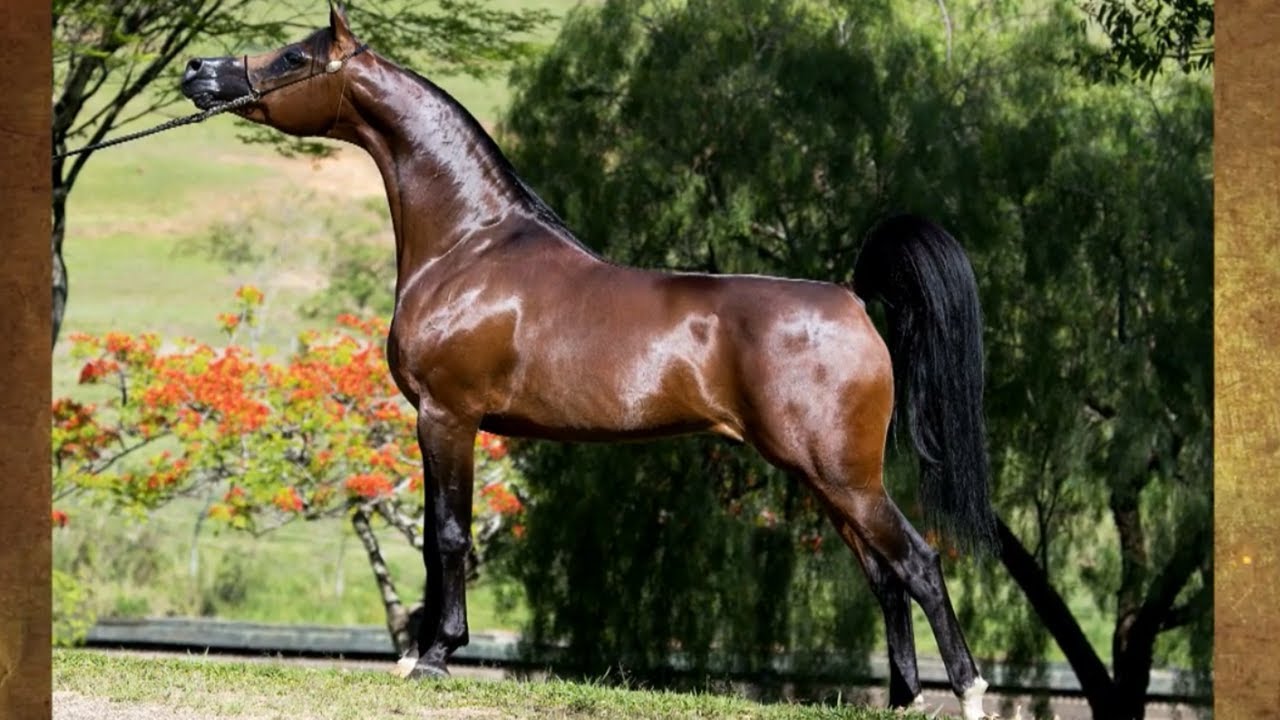 الأسطورة والبطل المنتج التينو  ( El Tino ) ابن الأسطورة الراحل دي إيه فلنتينو  DA VALENTINO | الخيل