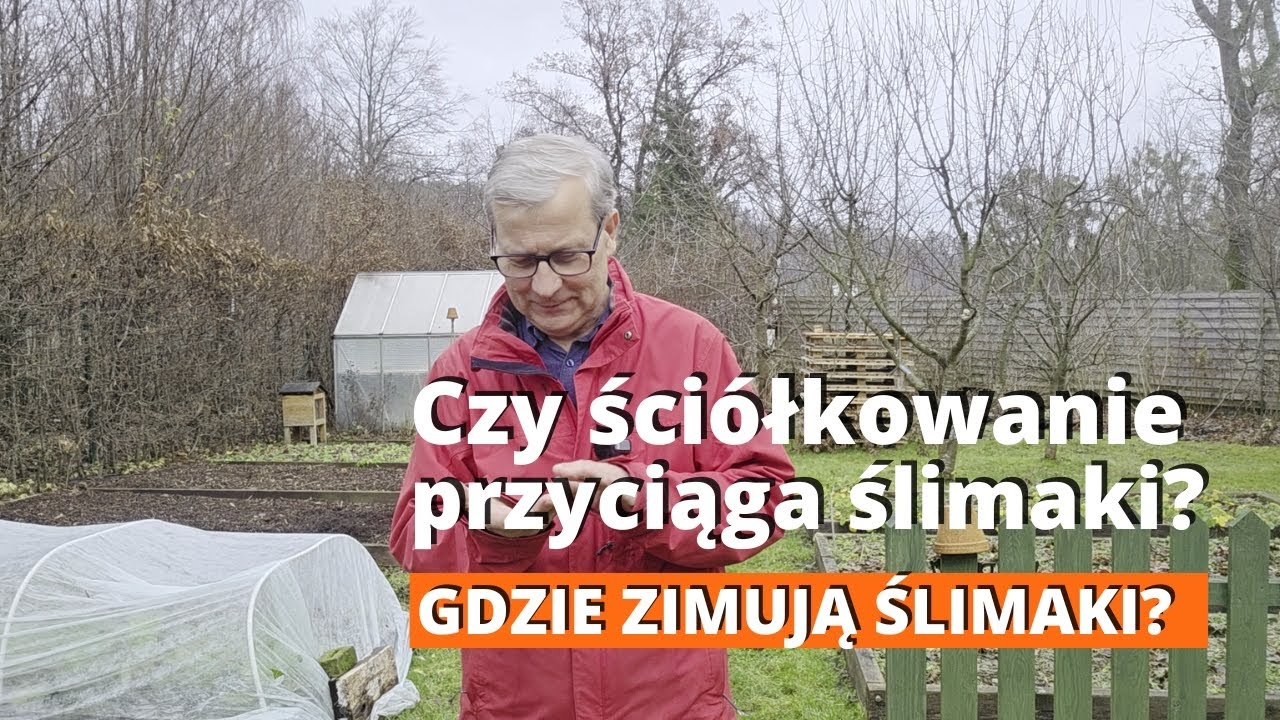 Gdzie zimują ślimaki? Obalamy mit: nie bój się ściółkowania. Czy ściółka ściąga ślimaki?