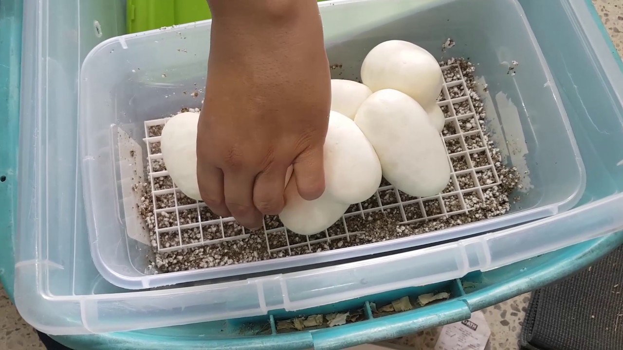 Sustratos para incubar huevos de reptiles (Piton Bola)