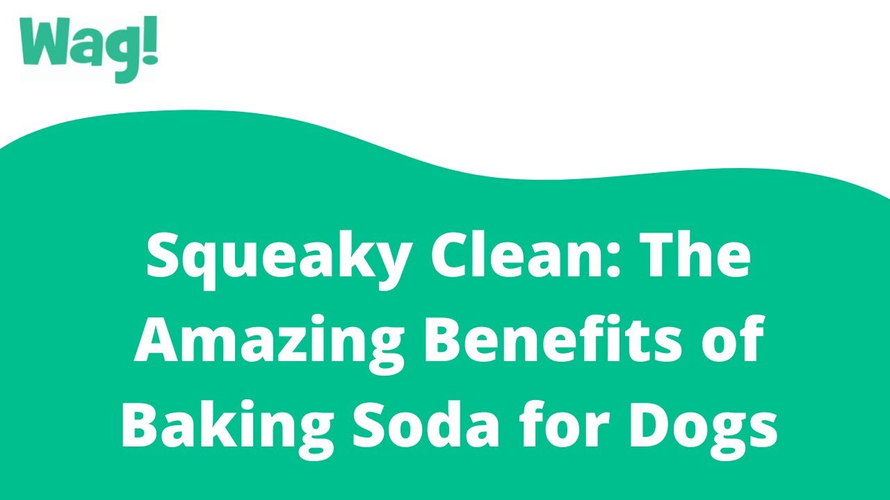 Squeaky Clean The Amazing Benefits of Baking Soda for Dogs | Wag!