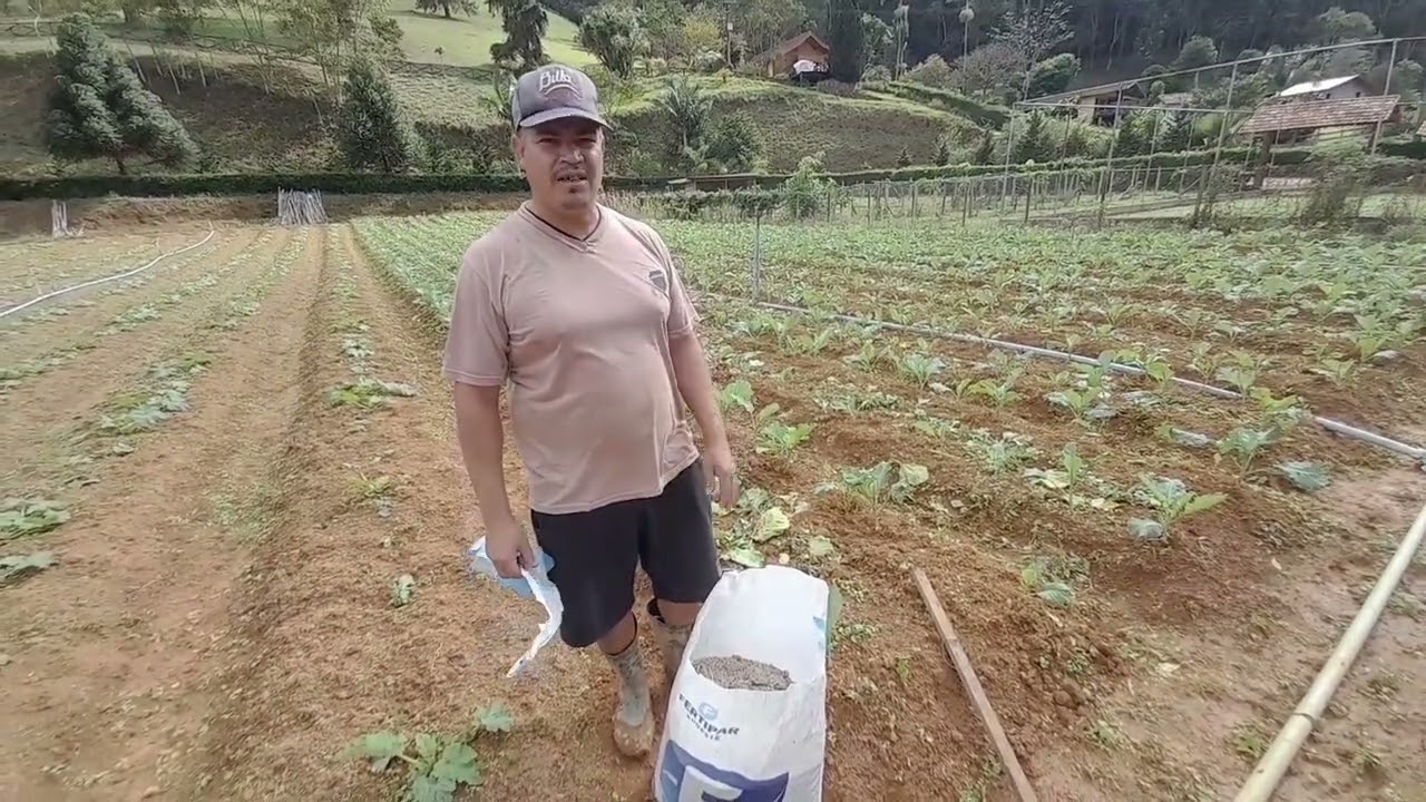 Como fazer a adubação correta da sua couve.