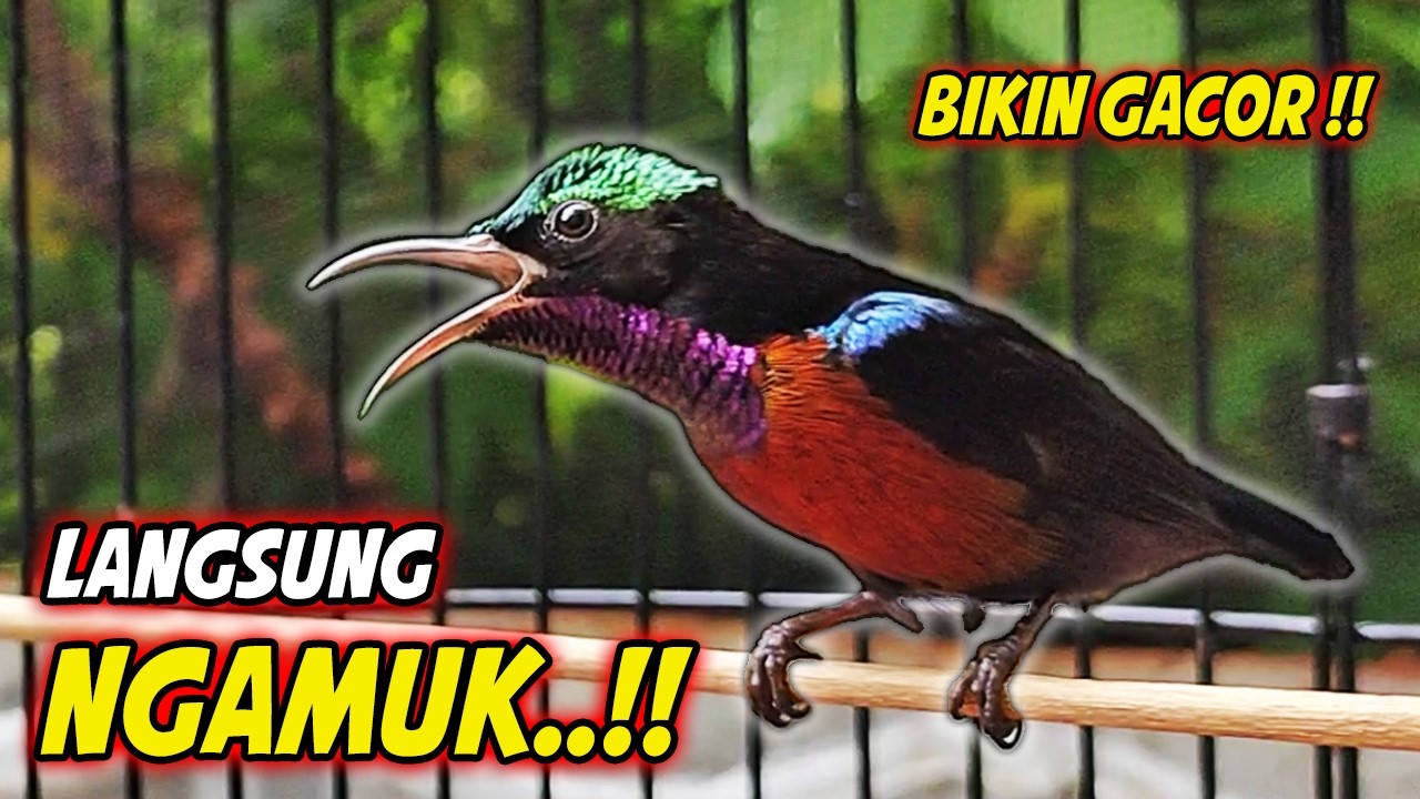 PANCINGAN KONIN GACOR FULL ISIAN ROLL TEMBAK !! MASTERAN KOLIBRI NINJA AGAR CEPAT EMOSI