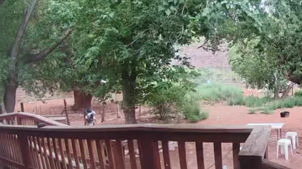 Владелец бизнеса спас туристку, на которую напали во время похода в Хавасупай
