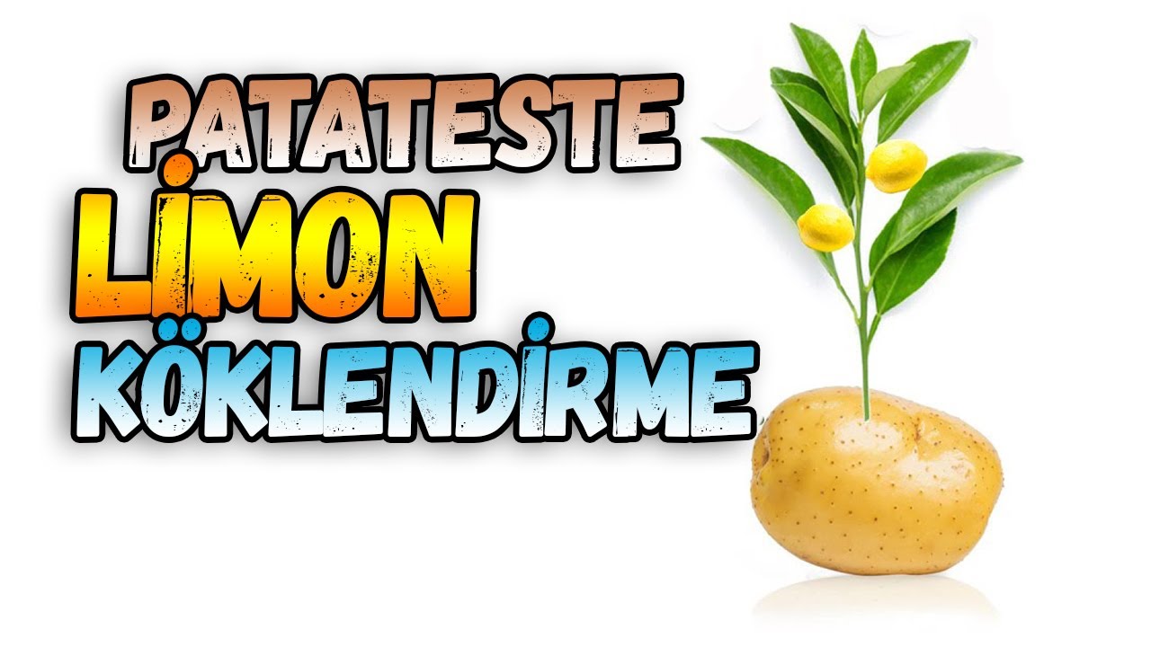 Patateste Limon Dalı Köklendirme