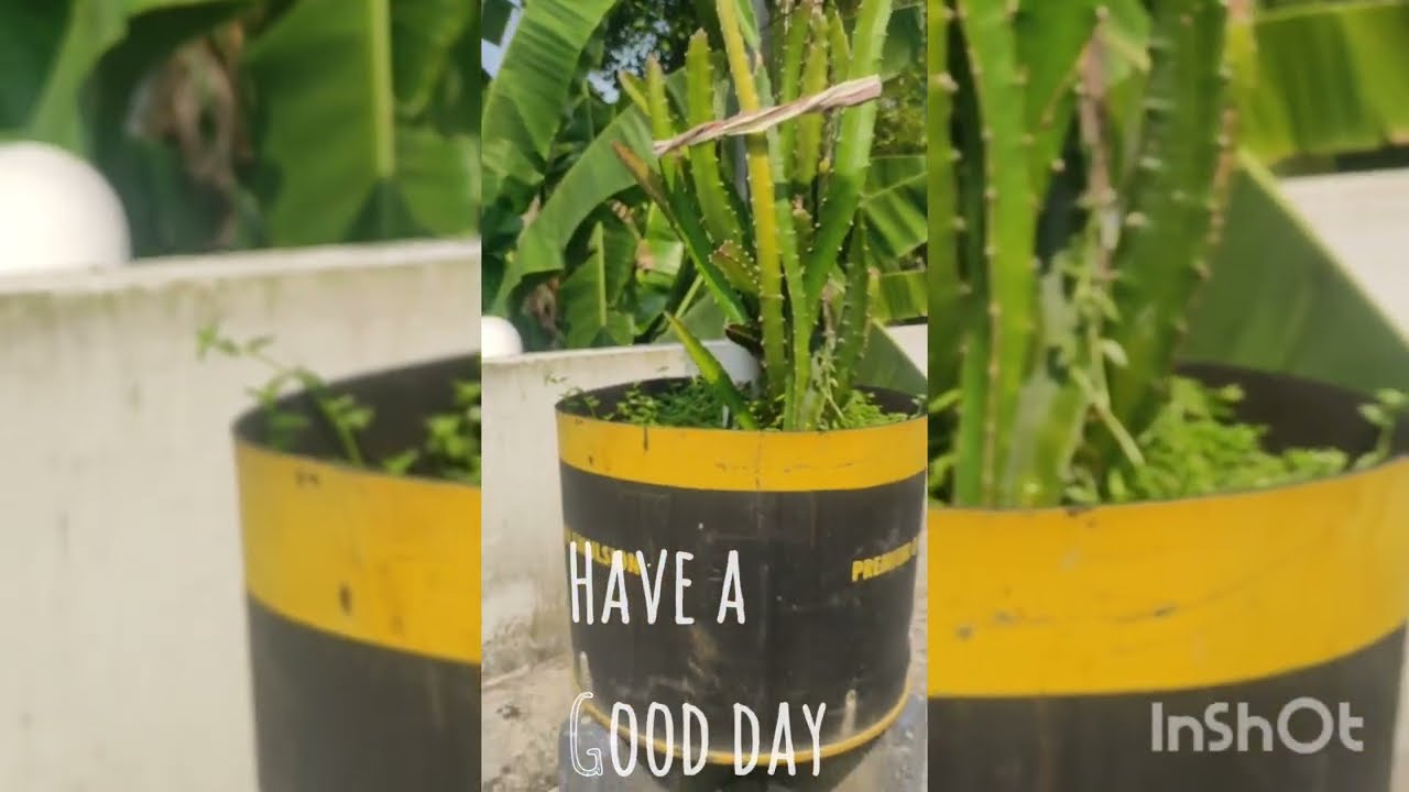 ഹൃദയരോഗം ഒഴിവാക്കിയാലോ #gardening#garden#ihavethisthingwithplants#information#fashion#love#lovesong 