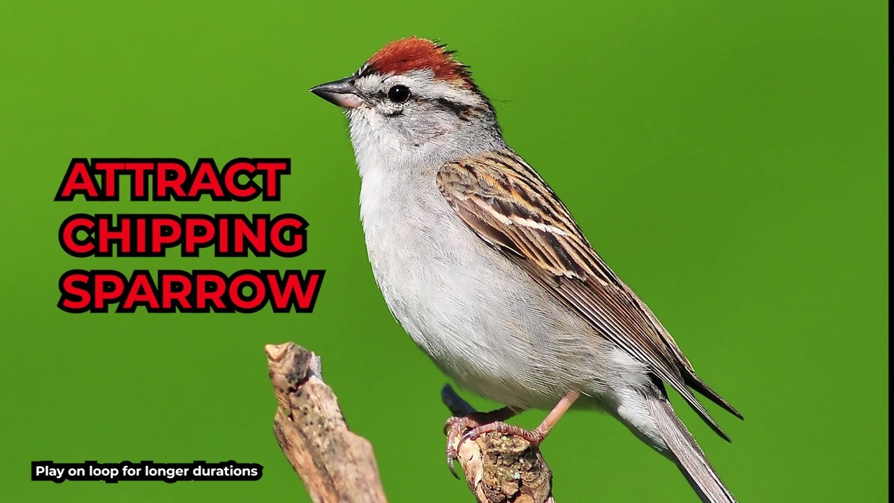 How does Chipping Sparrow Sound? | Chipping Sparrow call | Attract Sparrow