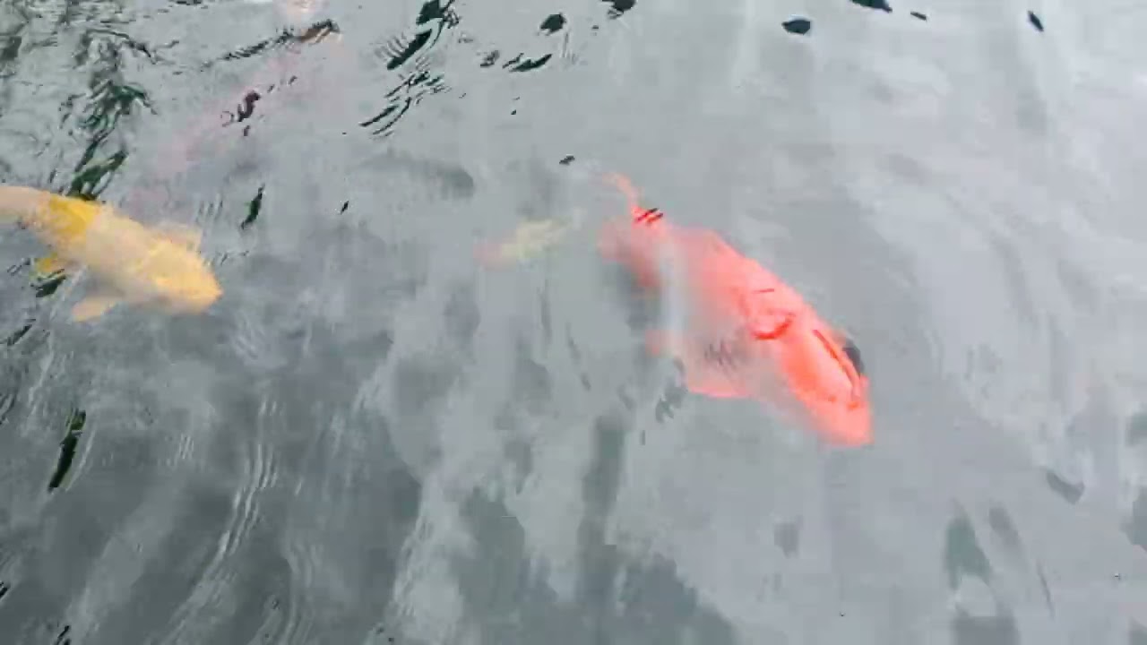 Ikan Koi Ikan Hias Kolam Summaba #ikanhias #ikankoi #koifish #koi #fish #ikankoidikolam #shortvideo