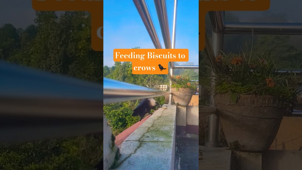 Crow Squad on Biscuit Duty 🐦‍⬛🍪 | One by One  😂 