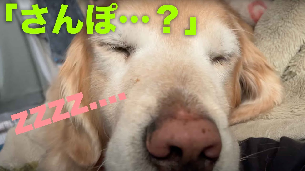 眠いわんこに「さんぽ」とささやく・・・