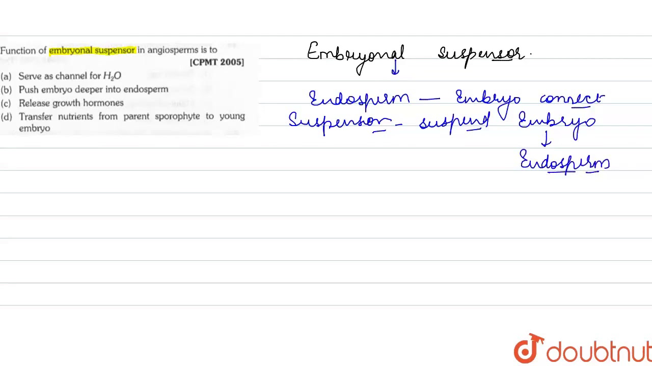 Function of embryonal suspensor in angiosperms is to