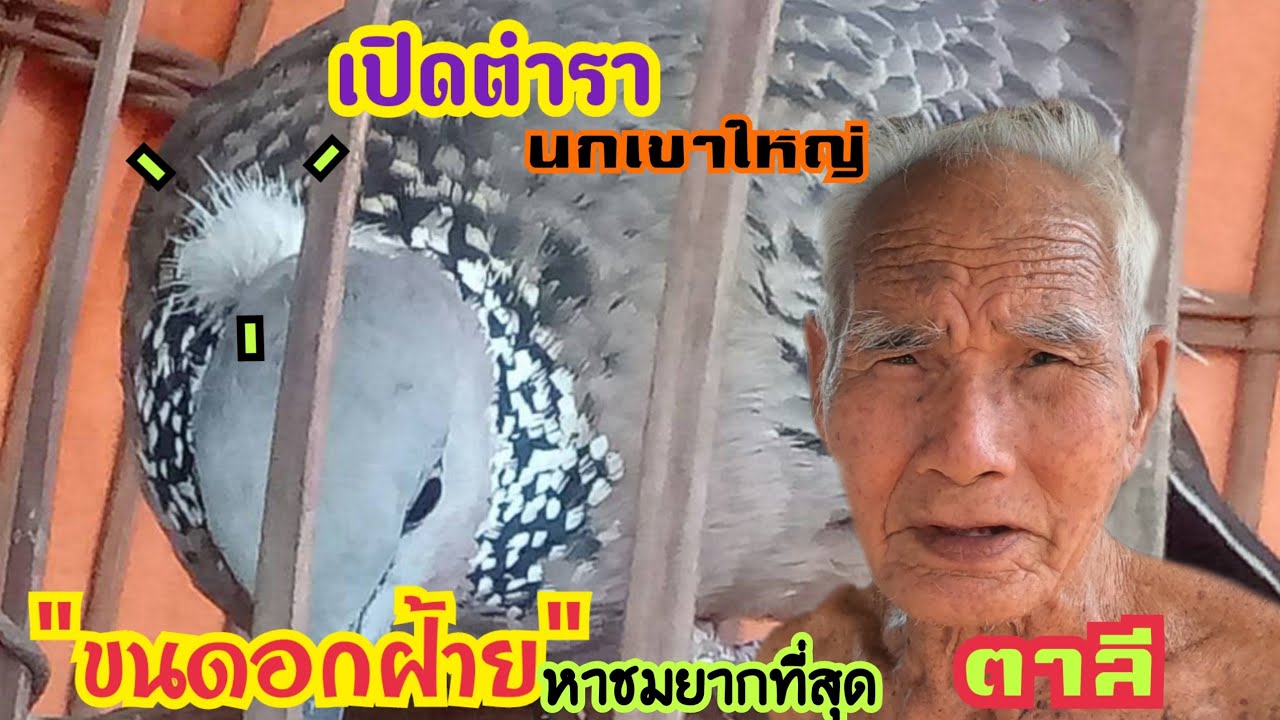 เปิดตำรานกเขาใหญ่ 