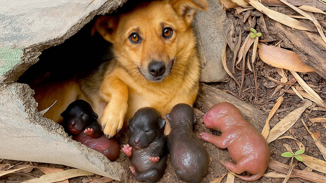 Во время прогулки по лесу собака 🐶 привела меня к своим милым щенкам. 🐶🐕🥰😘❤❤