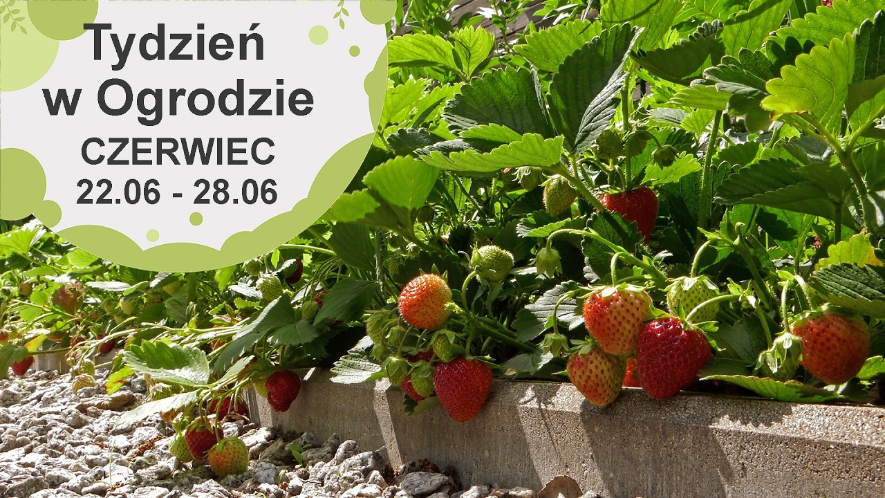 Czerwiec w ogrodzie. Kalendarz ogrodnika na 22.06 -28.06. Prace ogrodnicze w czerwcu