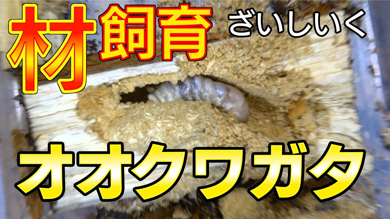 オオクワガタの材飼育してたら奇形が出てきた
