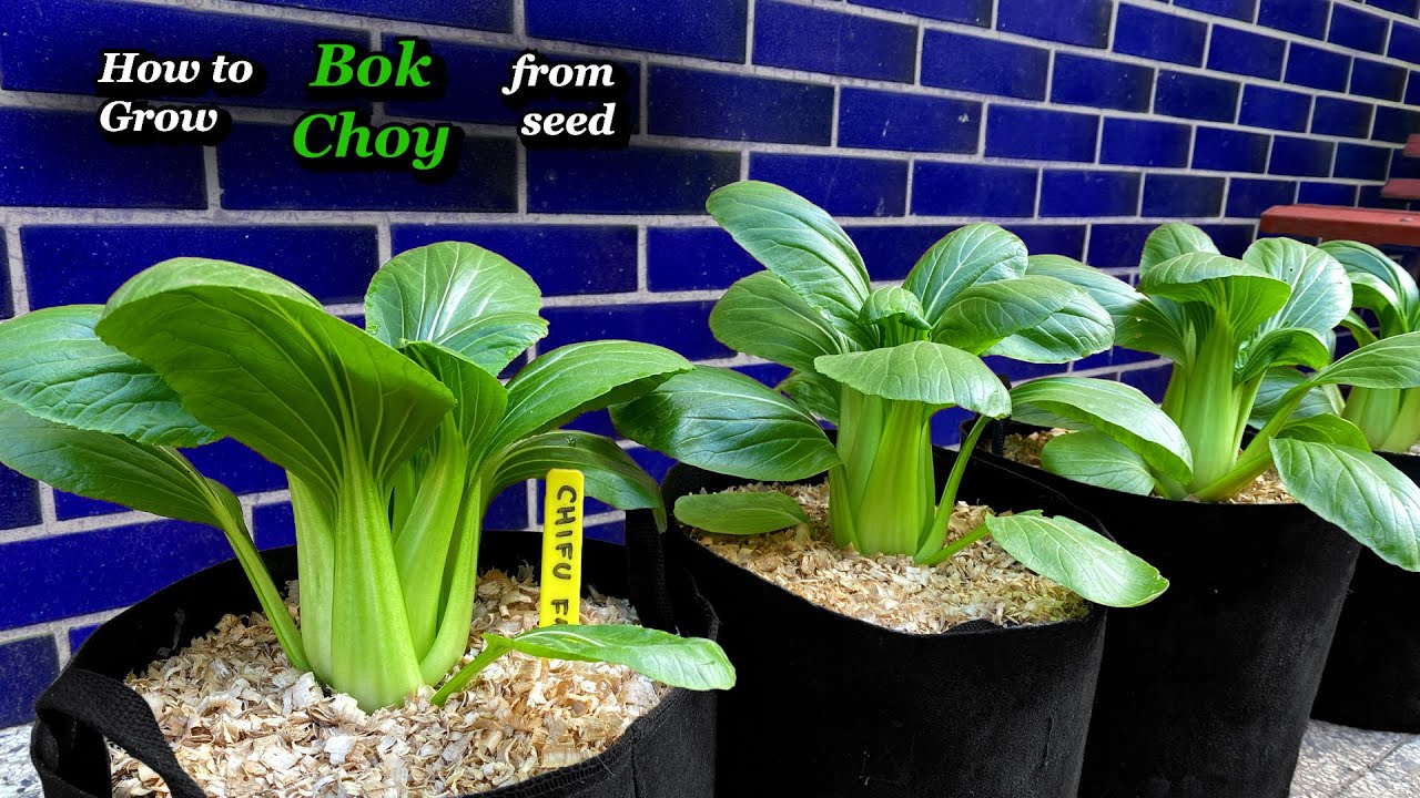 Growing Bok Choy from Seed to Harvest - Step by Step (Containers & Grow Bags)