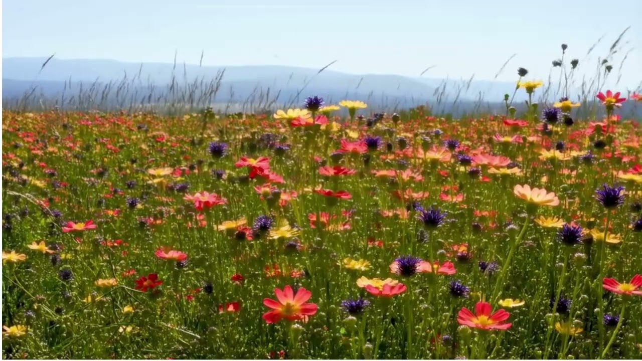 Ambient serene meadow blowing in wind with smooth jazz music for relaxing, studying or working.