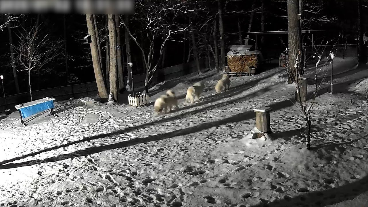 【ルンルンの裏庭】寒空の雪の中で協力して番犬をするアランとベルとリリー