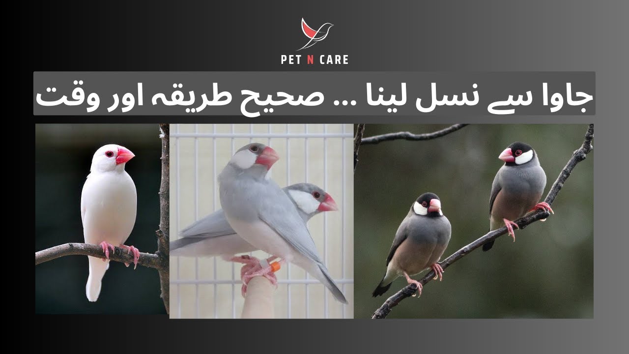 Java Breeding Season|| Java Breeding Tips|| How to get maximum good breed from java sparrow||
