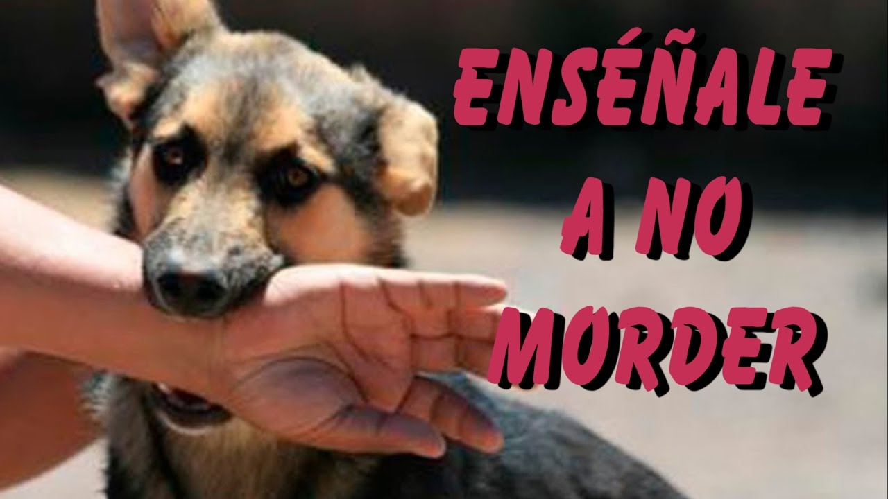 5 Trucos para Adiestrar a tu Perro a no Morder