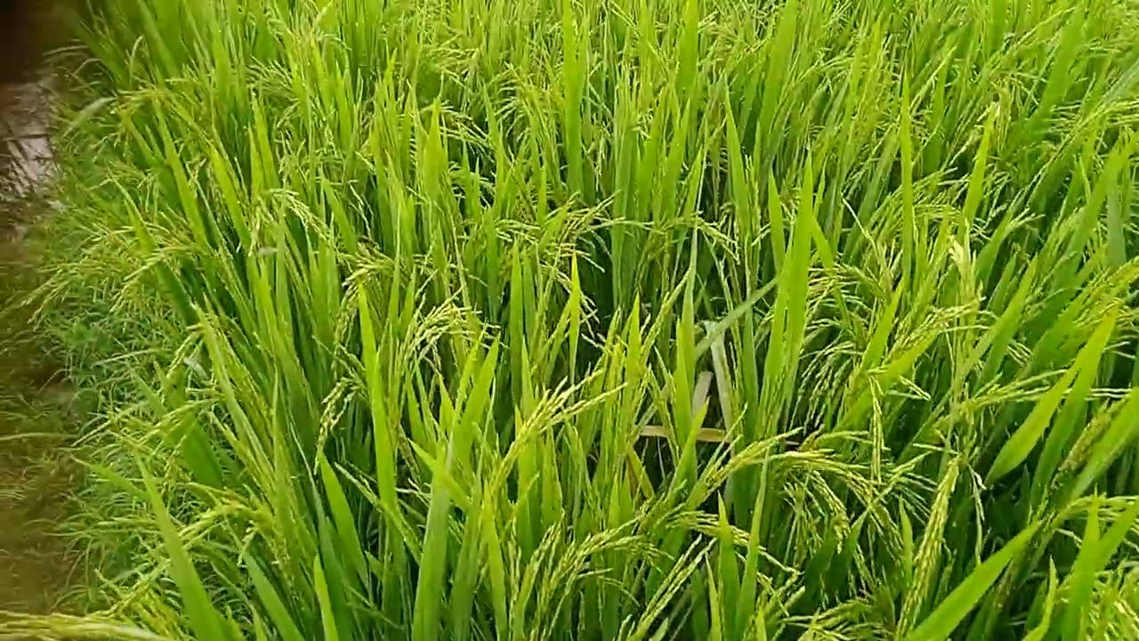చివరిగా వెన్ను దశలో వరిలో bayer nativo మందు స్ప్రే చేస్తున్నాము