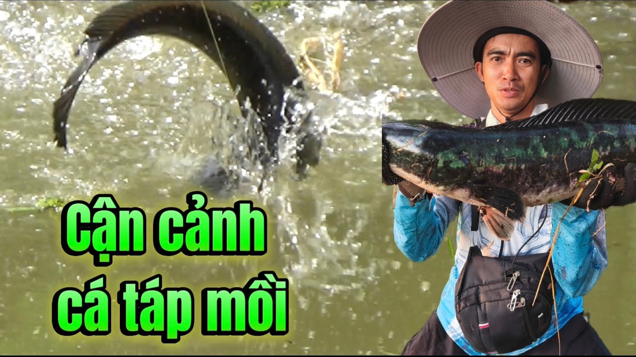 Xuống U Minh Thượng lọt vào vườn chuối xem cận cảnh cá táp thấy ham. TTR #119