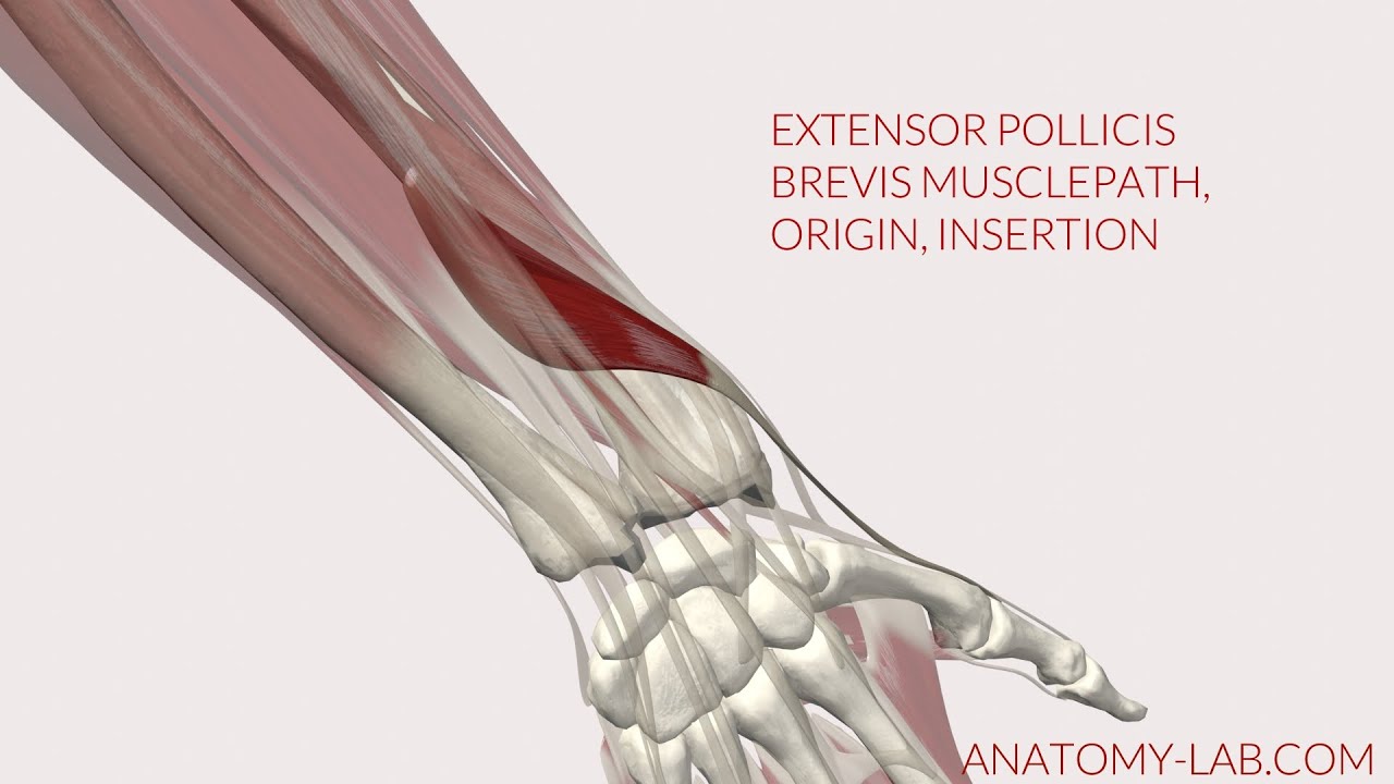 Extensor Pollicis Brevis Musclepath, Origin, Insertion 3D Animation