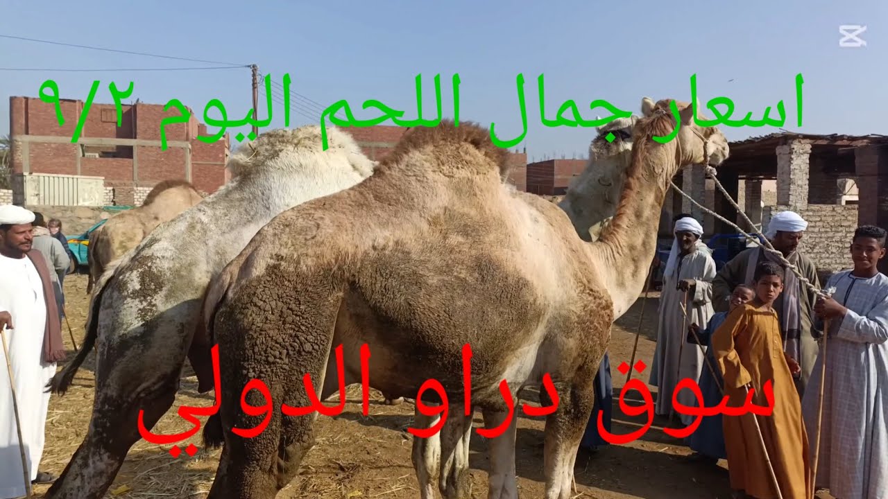 انخفاض اسعار جمال اللحم وواتفرج على فرق الاسعار بين الجلب واللحم بسوق دراو ٩/٢/٢٠٢٥