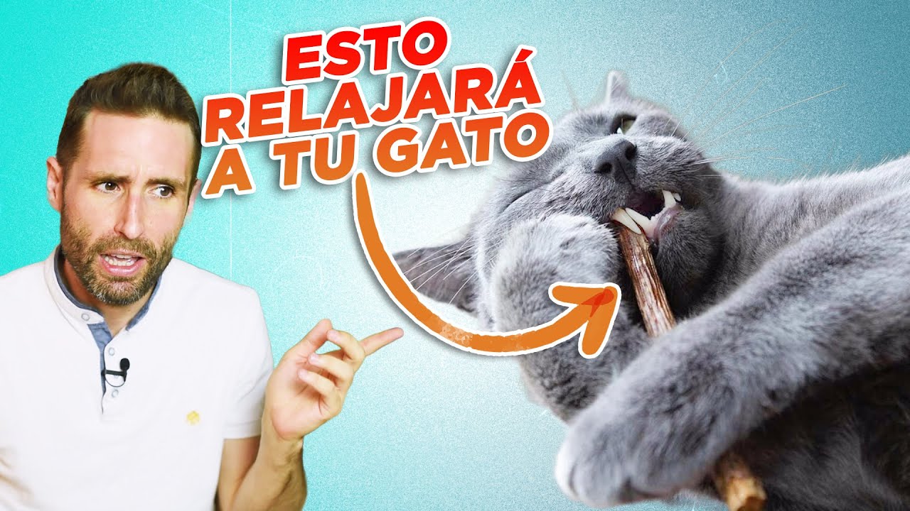 MATATABI para GATOS: pros y contras 😻🌱 | ¿Un PREMIO PARA RELAJAR a tu gato en cualquier situación?