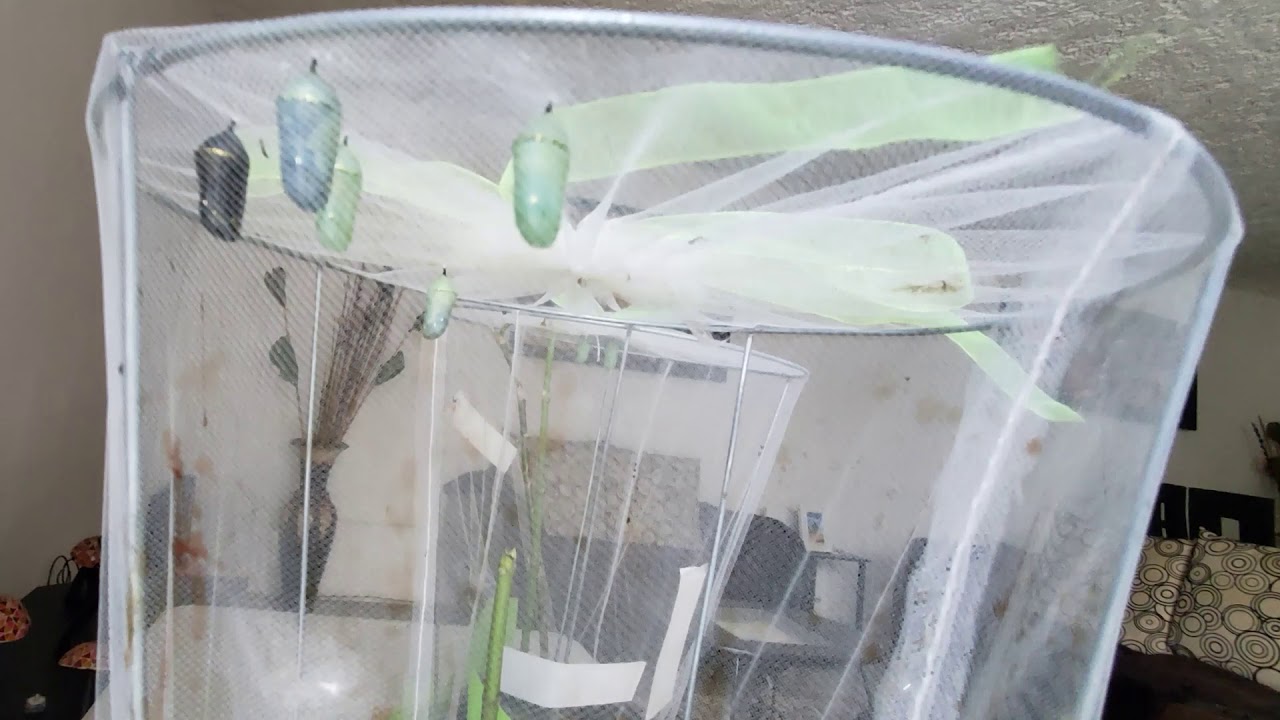 Ciclo de vida de la Mariposa Monarca