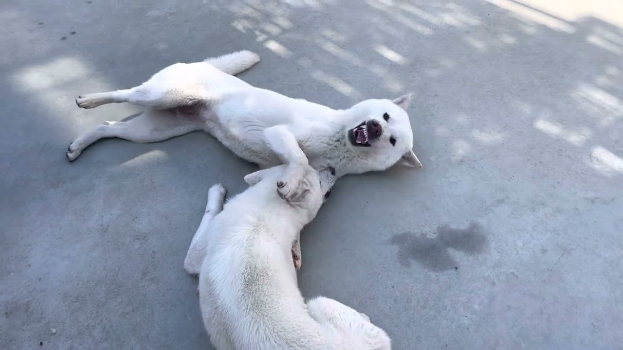 仲良し紀州犬☆このかとあずは♡