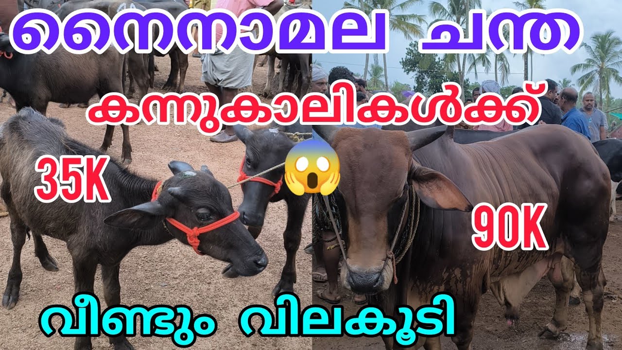 ഈആഴ്ചയിലെ വിലനിലവാരം #anwarvlog #buffalomarketvideo#buffalomarketvideotamilnadu #cattlemarket#bull 