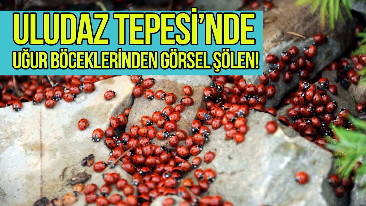 Uludaz Tepesi’nde Uğur Böceklerinden Görsel Şölen!