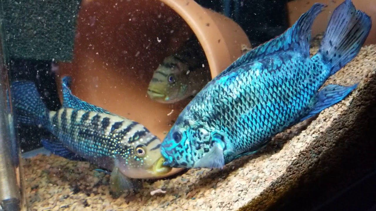 Electric Blue Jack Dempsey vs Jack Dempsey w/ blue gene