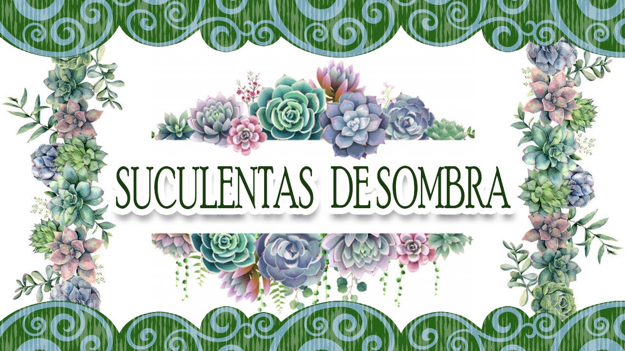 Suculentas de sombra? Te dou várias opções!!!