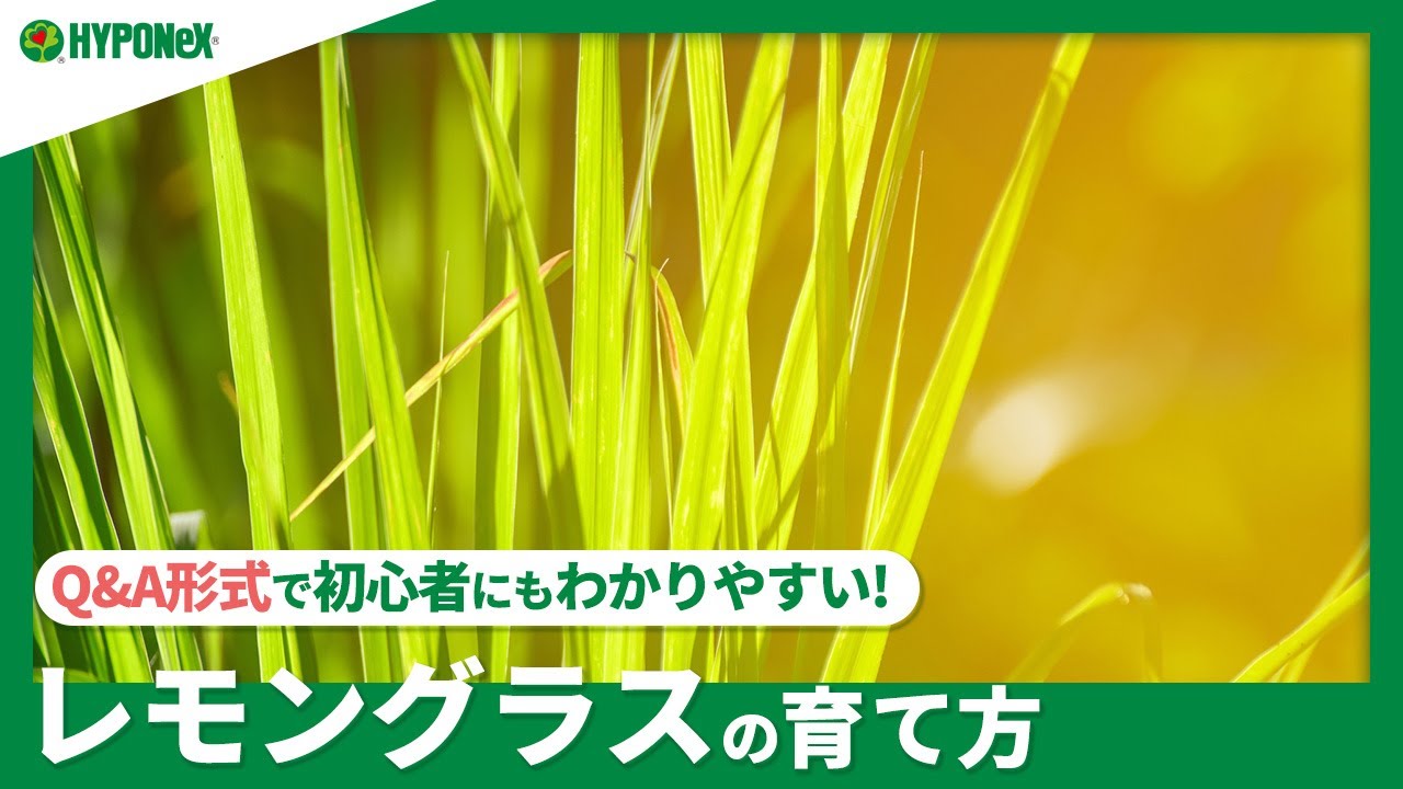 ☘115:【Q&A】レモングラスの育て方｜どんな場所で育てたら良い？肥料などの日々の管理、収穫方法などご紹介 【PlantiaQ&A】植物の情報、育て方をQ&A形式でご紹介