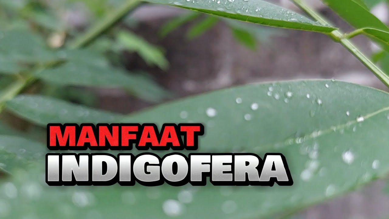 KEGUNAAN DAUN INDIGOFERA UNTUK TERNAK ENTOK