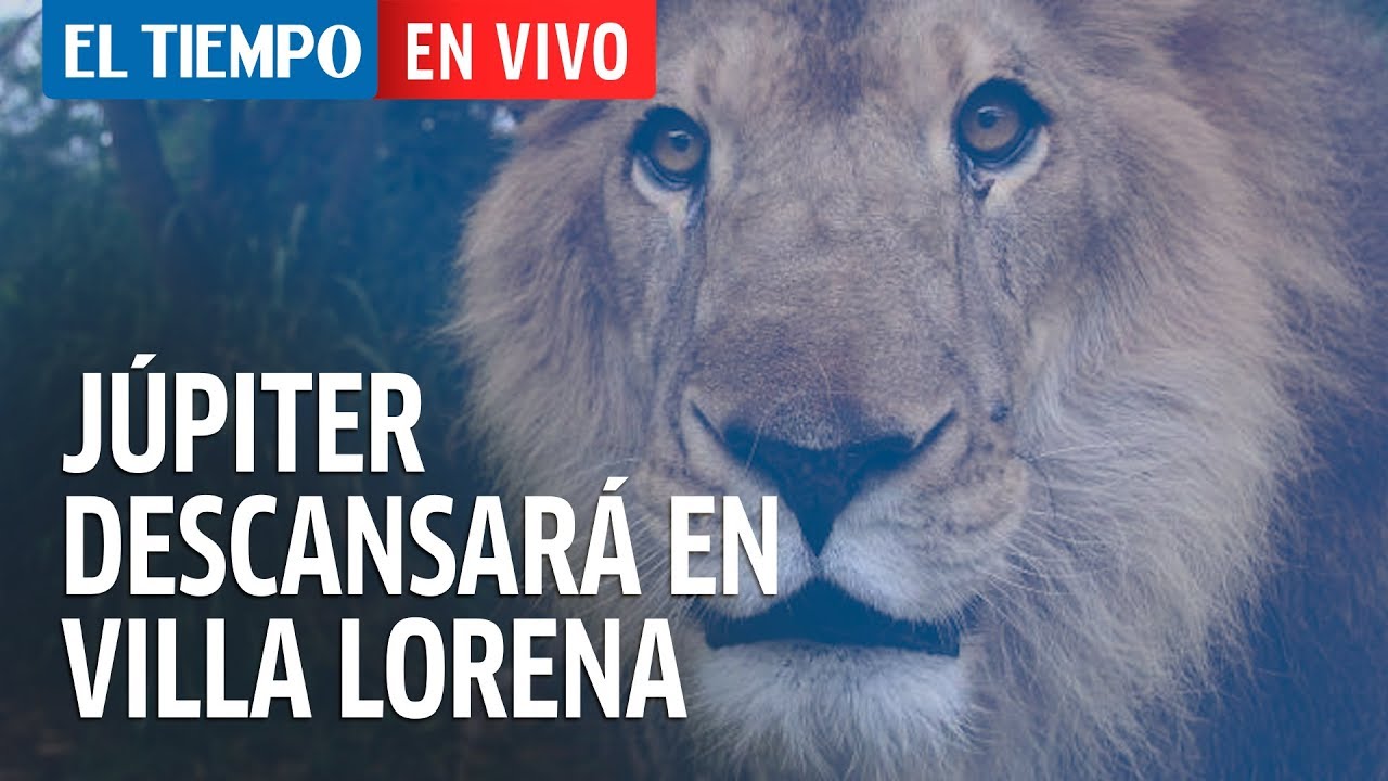 El leon Júpiter vuelve al refugio Villa Lorena tras su muerte | El Tiempo