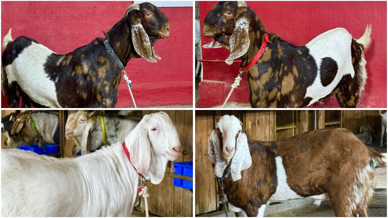 Saddam Bhai Ke Big Khassi Goats Available at JD Goat Farm, Mumbai