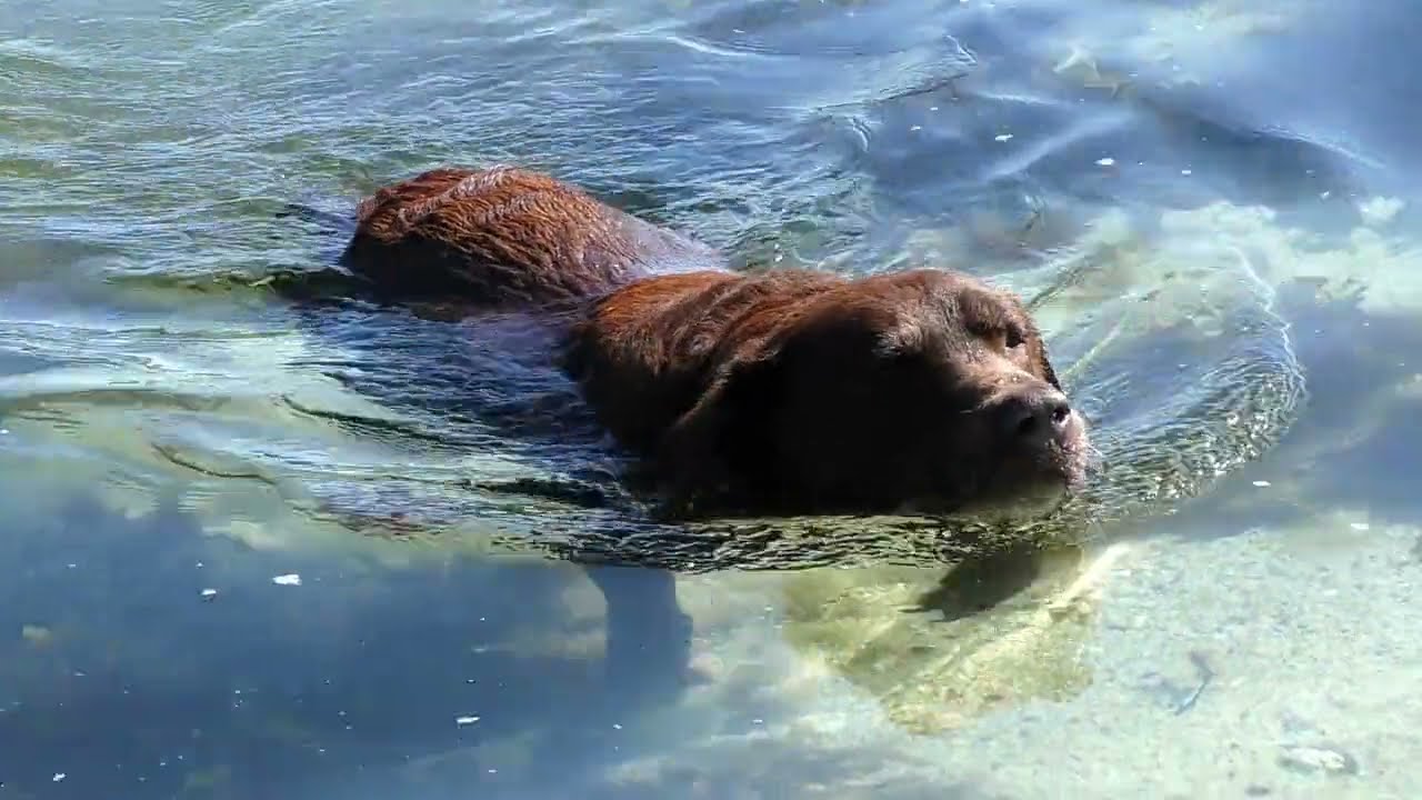 Dog Swimming in Water First Time #shorts #funmation