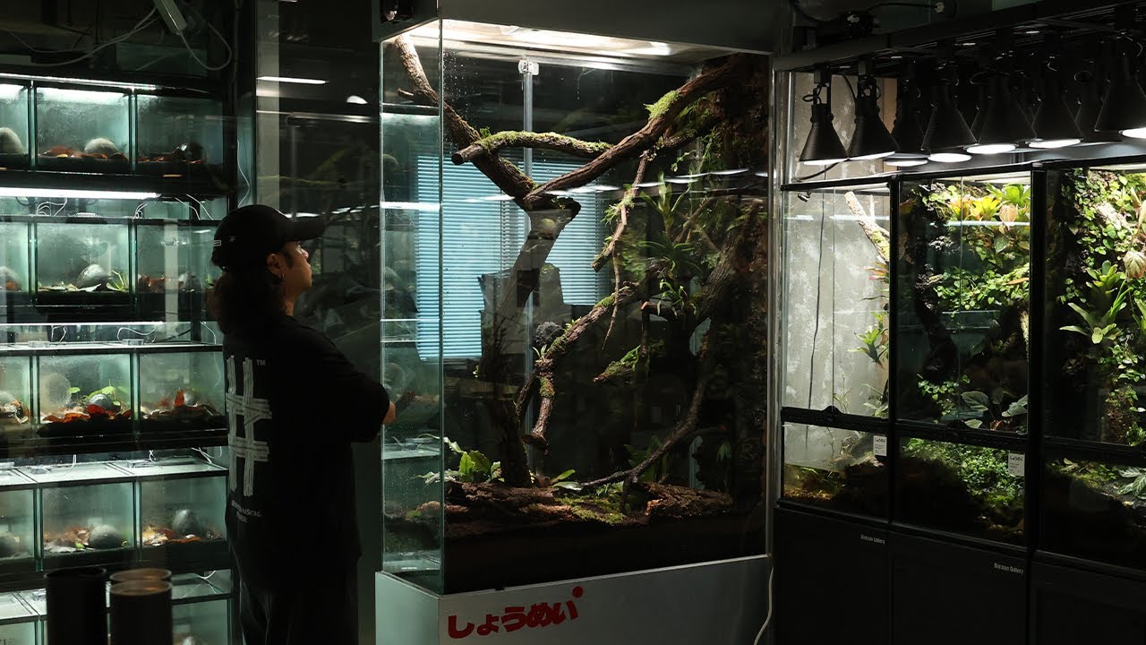 Create a slim 1.5-meter-tall orchidarium! 1.5미터 슬림한 오키다리움 만들기!