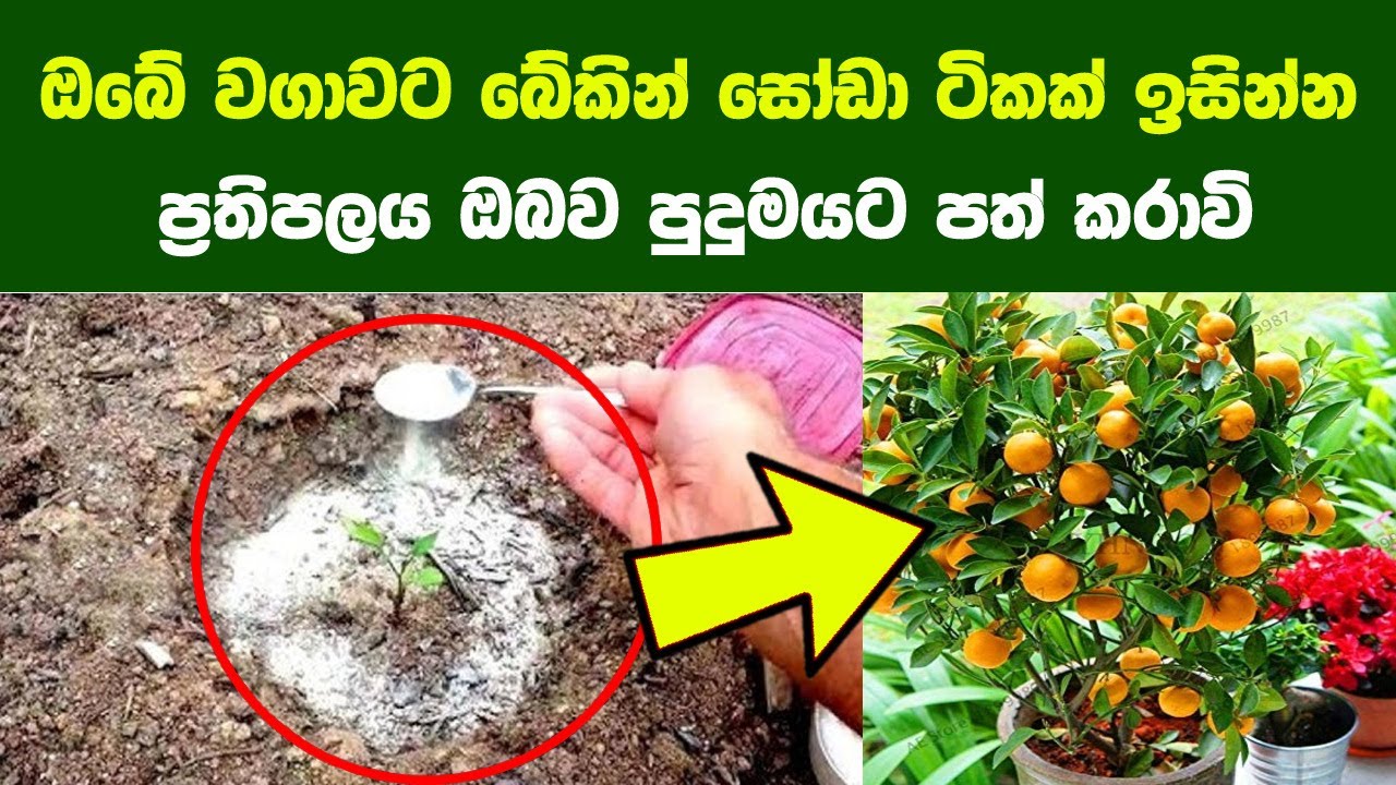 ඔබේ වගාවට බේකින් සෝඩා හැන්දක් දැම්මොත් සිදුවන  පුදුමසහගත දේවල් 12ක් | Baking Soda in the Garden