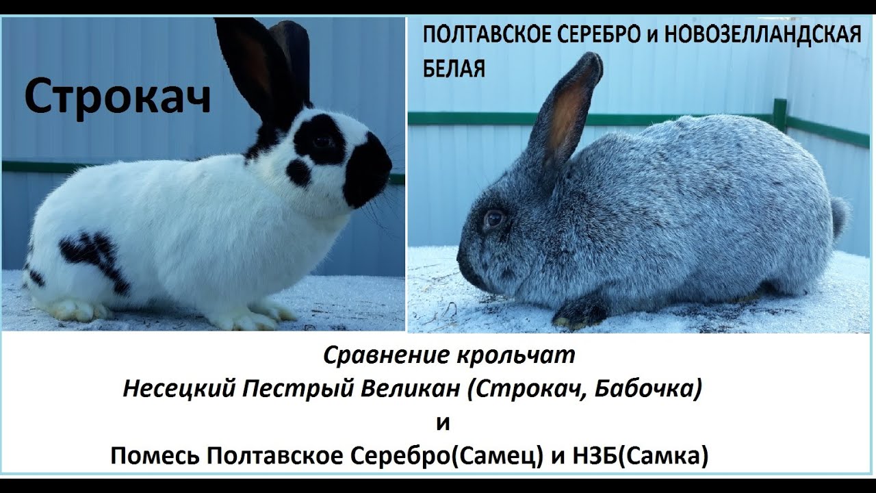 Сравнение крольчат Немецкий Пестрый Великан(Бабочка, Строкач) и Полтавское серебро с НЗБ( Самка)