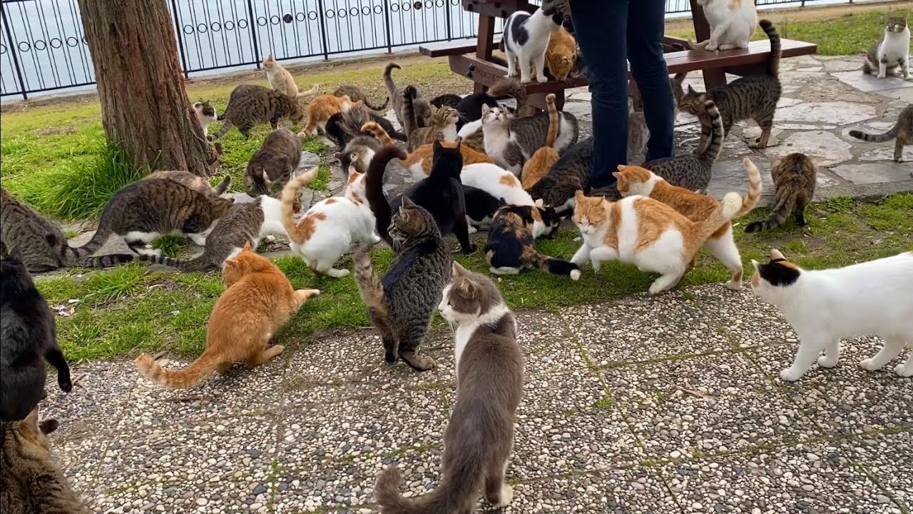 Hundreds of cats live in this park by the sea.
