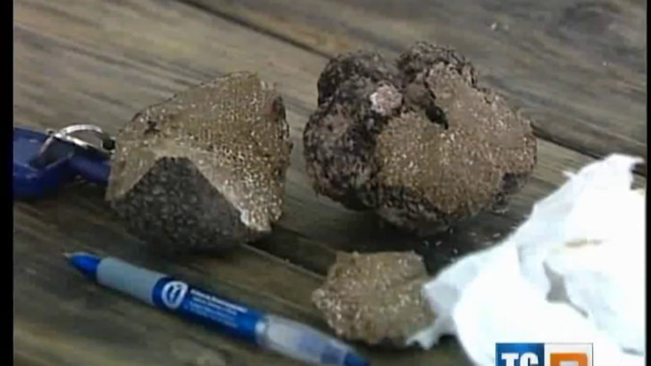 2° raduno del cane da tartufo Grifo Nero Valnerino