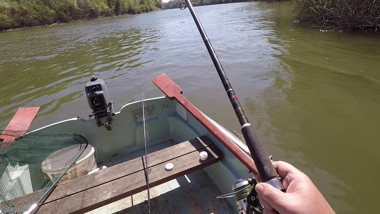 INTENSE CARP BAIT..Tiszai ponty kap&aacute;s, sz&eacute;pen lassan kivezetve,&oacute;vatosan hogy ne s&eacute;r&uuml;lj&ouml;n..4K