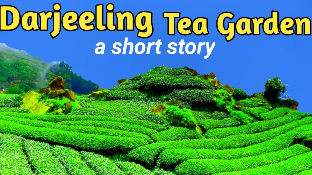 Darjeeling Tea Garden / A Short Story Of Darjeeling Tea Garden