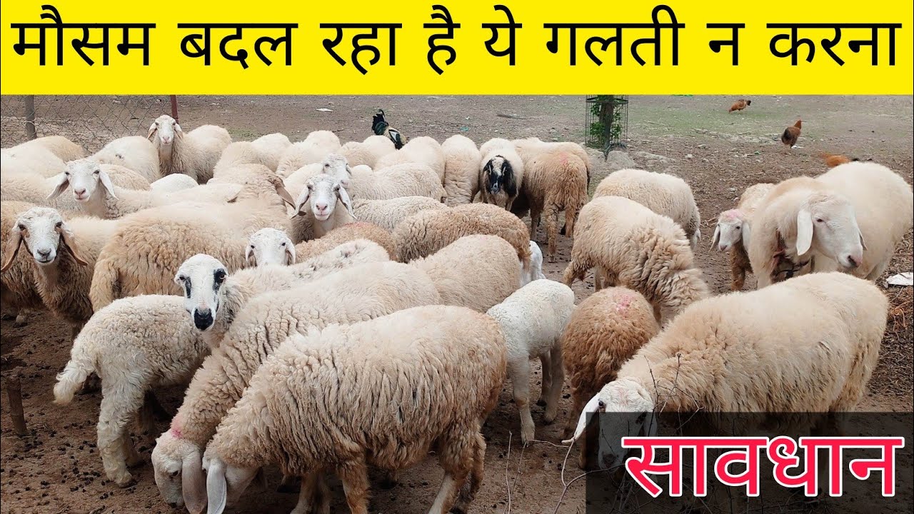 सीजन बदलते ही ये गलती मत करना – भेड़ बकरी बीमार पड़ जाएगी!#et tt#dumba #et vecction#dast# khunidast 